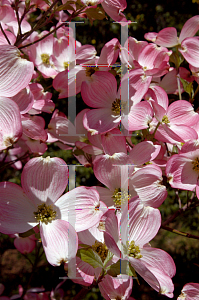 Picture of Cornus florida 