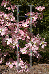 Picture of Cornus florida 