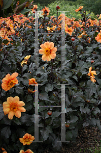 Picture of Dahlia x hybrida 