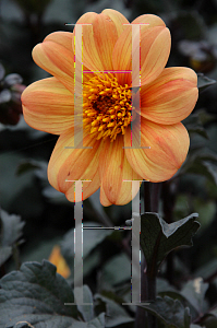 Picture of Dahlia x hybrida 