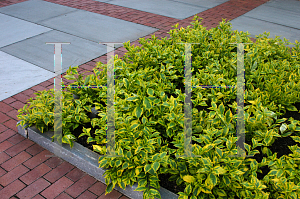 Picture of Duranta erecta 'Golden Edge'