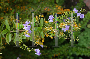 Picture of Duranta erecta 