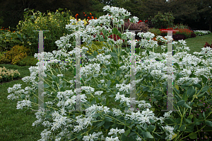 Picture of Euphorbia marginata 