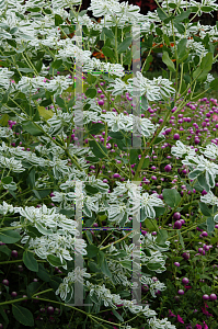 Picture of Euphorbia marginata 