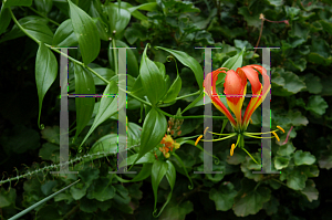 Picture of Gloriosa superba 'Rothschildiana'