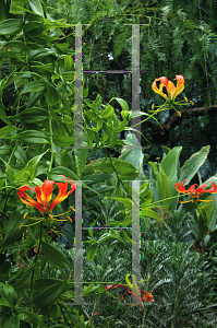 Picture of Gloriosa superba 'Rothschildiana'