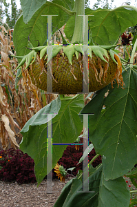 Picture of Helianthus annuus 