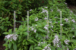 Picture of Heliotropium arborescens 