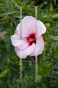 Picture of Hibiscus moscheutos 