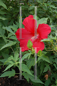 Picture of Hibiscus coccineus 