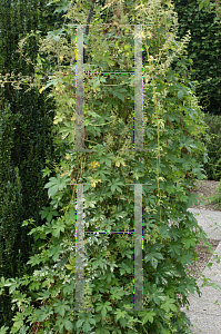 Picture of Humulus lupulus 'Variegatus'