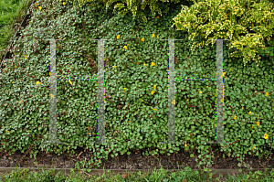 Picture of Impatiens repens 