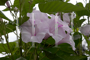 Picture of Ipomoea carnea ssp. fistulosa 