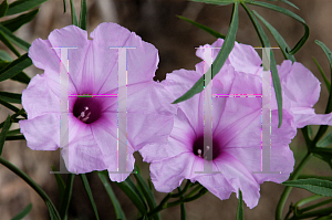 Picture of Ipomoea wrightii 