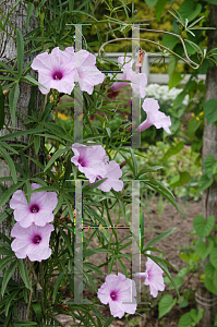 Picture of Ipomoea wrightii 