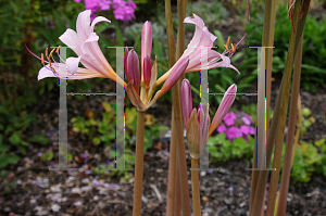 Picture of Lycoris squamigera 