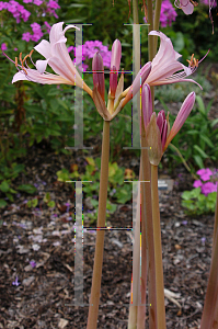 Picture of Lycoris squamigera 