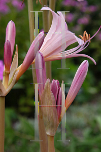 Picture of Lycoris squamigera 