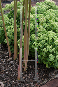 Picture of Lycoris squamigera 