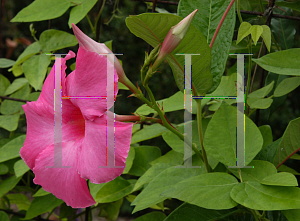 Picture of Mandevilla x amoena 'Alice du Pont'