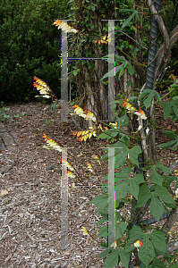 Picture of Ipomoea lobata 'Citronella'