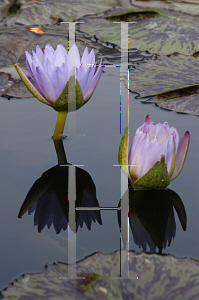 Picture of Nymphaea x hybrida 