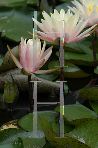 Picture of Nymphaea x hybrida 