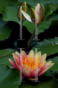 Picture of Nymphaea x hybrida 