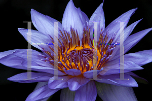 Picture of Nymphaea x hybrida 