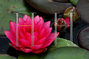 Picture of Nymphaea x hybrida 