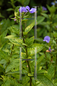 Picture of Otacanthus caeruleus 