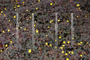 Picture of Oxalis vulcanicola 'Burgundy'