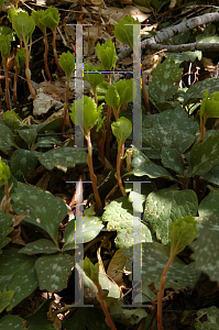 Picture of Pachysandra procumbens 