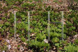 Picture of Pachysandra procumbens 