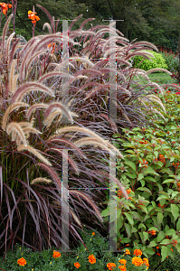 Picture of Pennisetum setaceum 'Rubrum'