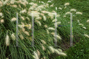 Picture of Pennisetum villosum 