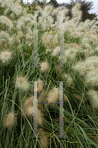 Picture of Pennisetum villosum 