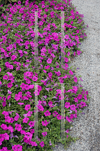 Picture of Petunia x hybrida 'Purple Wave'