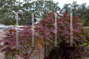 Picture of Ricinus communis 'Carmencita'