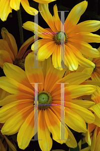 Picture of Rudbeckia hirta 'Prairie Sun'