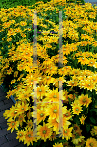 Picture of Rudbeckia hirta 'Prairie Sun'