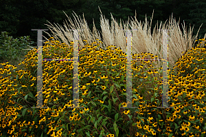 Picture of Rudbeckia triloba 