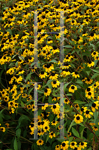 Picture of Rudbeckia triloba 