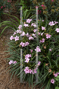 Picture of Ruellia tweediana 'Katie Pink'