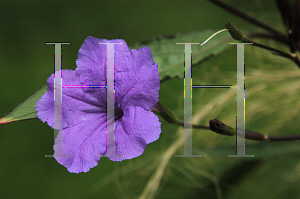 Picture of Ruellia simplex 