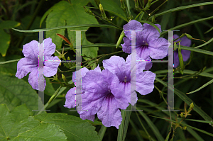 Picture of Ruellia simplex 