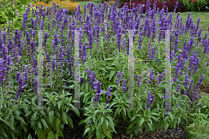 Picture of Salvia farinacea 'Victoria Blue'