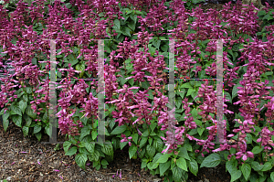 Picture of Salvia splendens 'Sizzler Lavender'