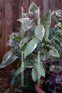 Picture of Solandra maxima 'Variegata'