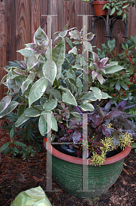 Picture of Solandra maxima 'Variegata'